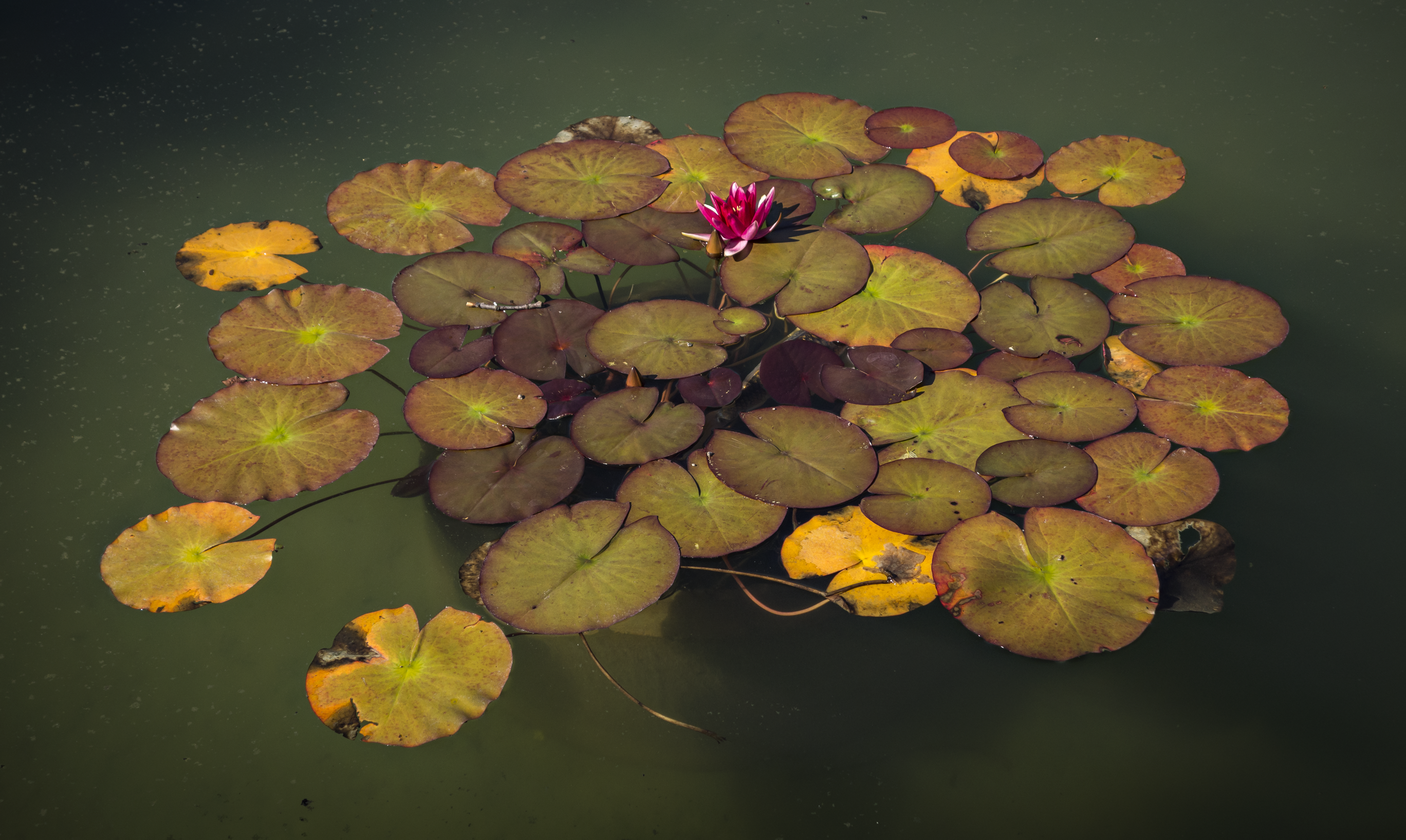 lilypads.png